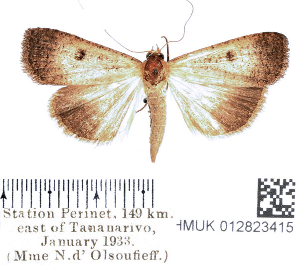 /filer/webapps/moths/media/images/M/malagasy_Tathorhynchus_AF_BMNH.jpg