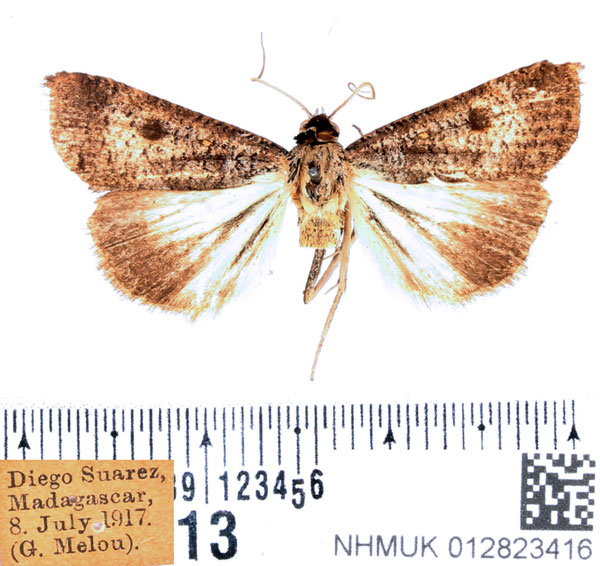 /filer/webapps/moths/media/images/M/malagasy_Tathorhynchus_AM_BMNH.jpg