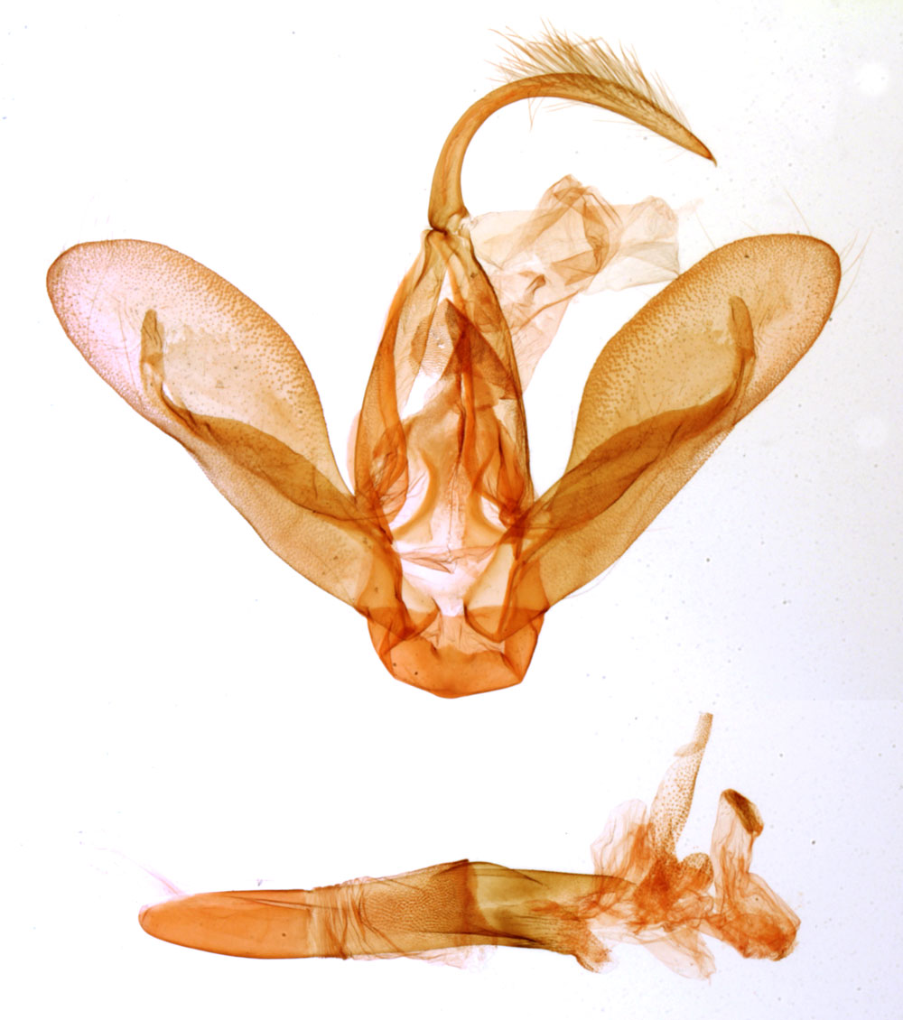 /filer/webapps/moths/media/images/M/malagasy_Tathorhynchus_GMHT_MNHN_4293.jpg