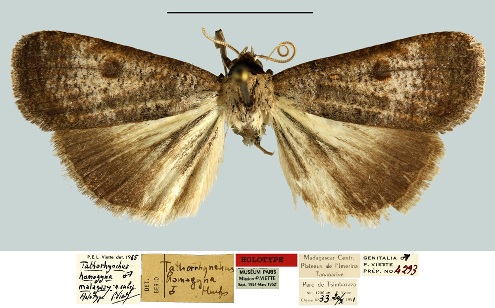 /filer/webapps/moths/media/images/M/malagasy_Tathorhynchus_HT_MNHN.jpg