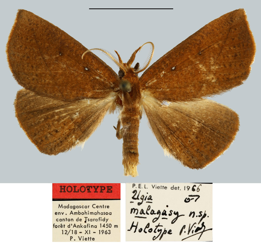 /filer/webapps/moths/media/images/M/malagasy_Ugia_HT_MNHN.jpg