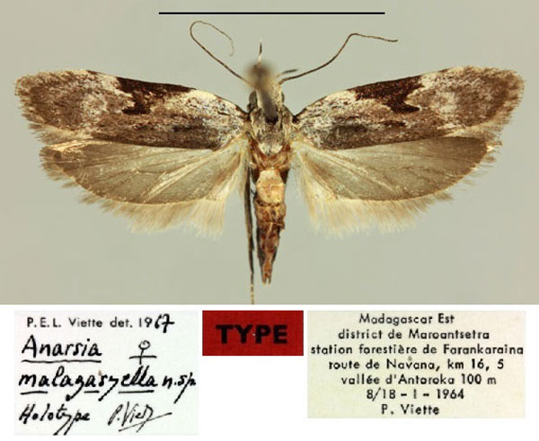 /filer/webapps/moths/media/images/M/malagasyella_Anarsia_HT_MNHN.jpg