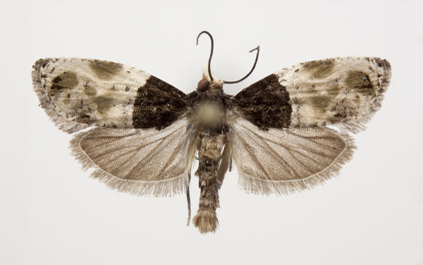 /filer/webapps/moths/media/images/M/malamigambo_Neaspasia_PT_NHMO.jpg