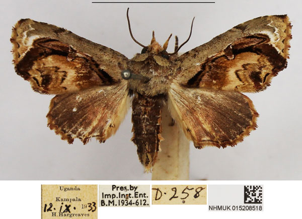/filer/webapps/moths/media/images/M/malanga_Eutelia_AF_NHMUK.jpg