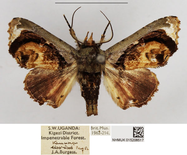/filer/webapps/moths/media/images/M/malanga_Eutelia_AM_NHMUK.jpg
