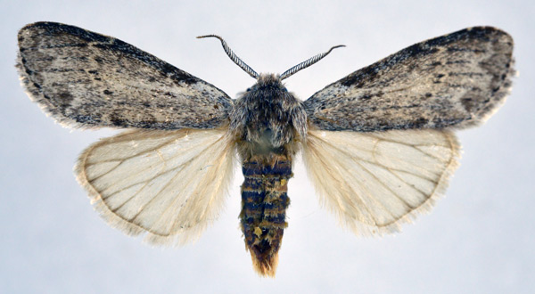 /filer/webapps/moths/media/images/M/malangae_Leptolepida_AM_NHMO.jpg