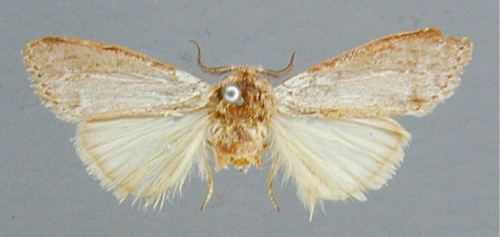 /filer/webapps/moths/media/images/M/malangae_Stenostaura_A_RMCA.jpg