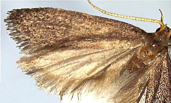 /filer/webapps/moths/media/images/M/malawiana_Lecithocera_HT_NHMUK.jpg