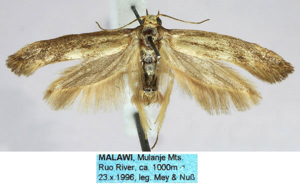 /filer/webapps/moths/media/images/M/malawica_Scythris_HT_ZMHB_v4M8S2J.jpg