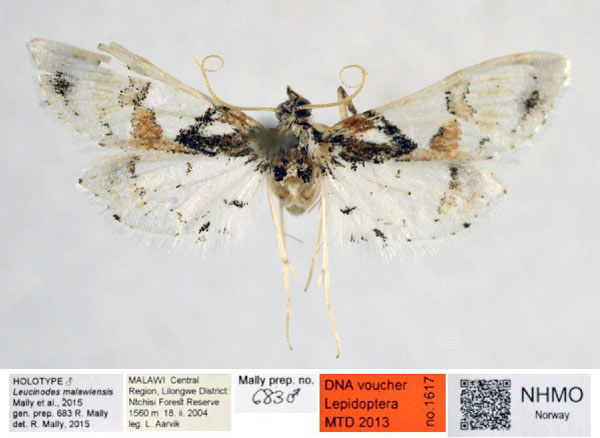 /filer/webapps/moths/media/images/M/malawiensis_Leucinodes_HT_NHMO.jpg