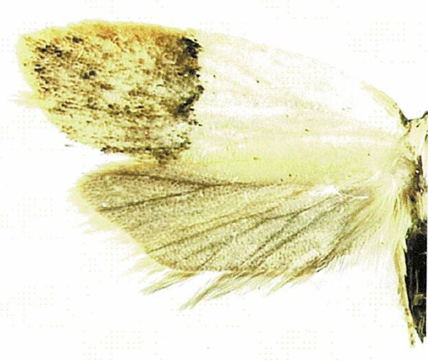 /filer/webapps/moths/media/images/M/malawiensis_Odites_PTF_MGCL.jpg