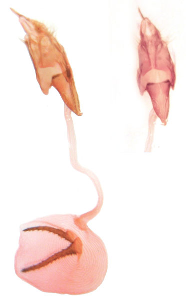 /filer/webapps/moths/media/images/M/maldivesa_Hyblaea_GFPT_ZSM.jpg