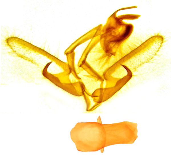 /filer/webapps/moths/media/images/M/maldivesa_Hyblaea_GMHT_ZSM.jpg