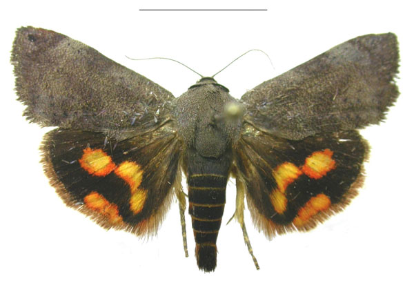 /filer/webapps/moths/media/images/M/maldivesa_Hyblaea_HT_ZSMa.jpg