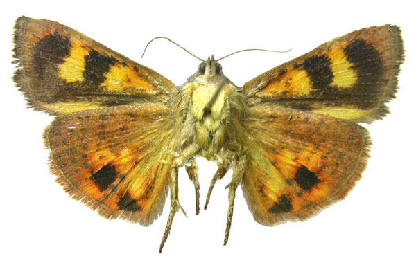 /filer/webapps/moths/media/images/M/maldivesa_Hyblaea_HT_ZSMb.jpg