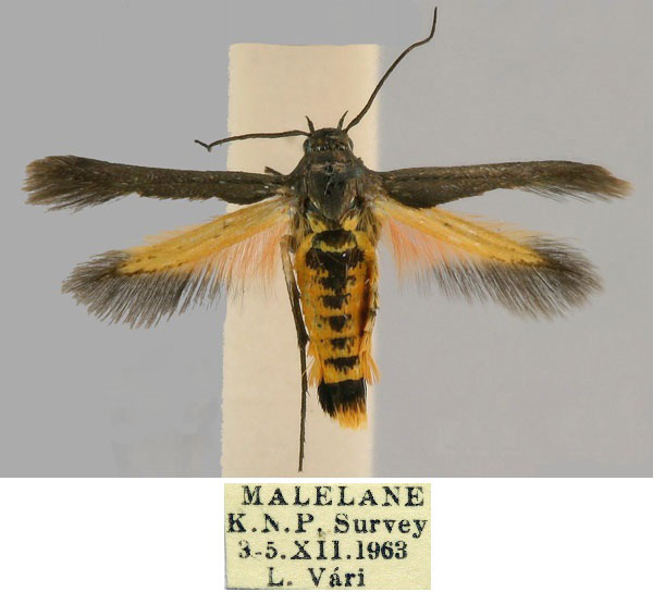 /filer/webapps/moths/media/images/M/malelanensis_Eretmocera_HT_ZSM_LCjEunF.jpg