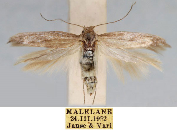 /filer/webapps/moths/media/images/M/malelanensis_Scythris_HT_TMSA_iVOiNFp.jpg
