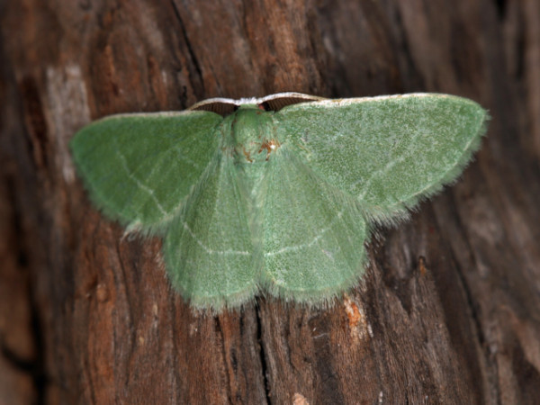 /filer/webapps/moths/media/images/M/malescripta_Chlorissa_A_Roland.jpg