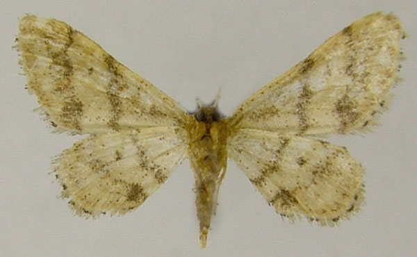 /filer/webapps/moths/media/images/M/malescripta_Idaea_AF_ZSMb.jpg