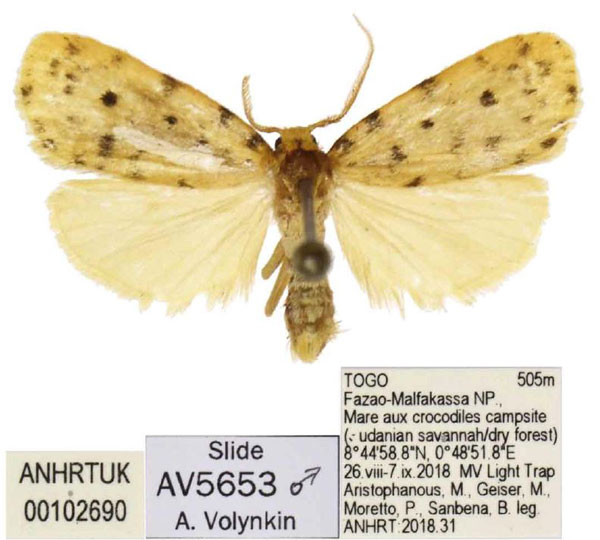 /filer/webapps/moths/media/images/M/malfakassa_Siccia_HT_ANHRT.jpg