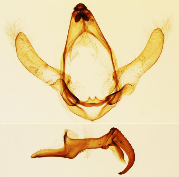 /filer/webapps/moths/media/images/M/malgassa_Chadisra_GMHT_MNHN_Viette_3032.jpg