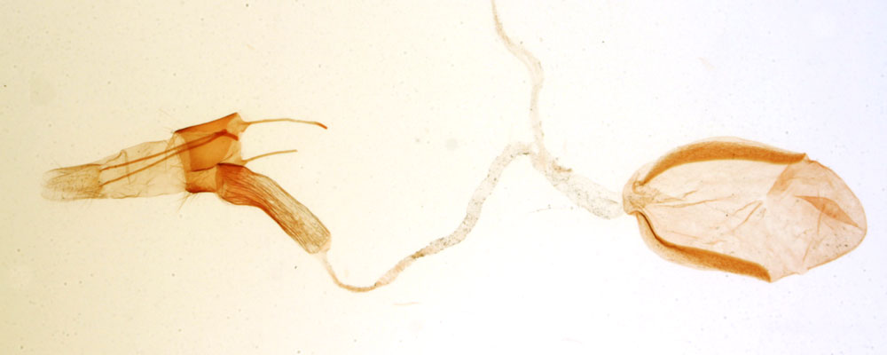/filer/webapps/moths/media/images/M/malgassella_Hyalochna_GFHT_MNHN_3766.jpg