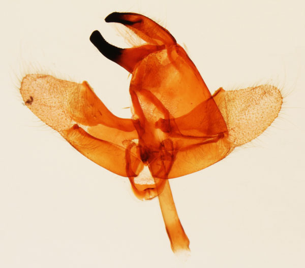 /filer/webapps/moths/media/images/M/malgassella_Xylorycta_GMHT_MNHN_Viette_3074.jpg