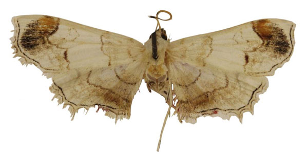 /filer/webapps/moths/media/images/M/malgassellus_Goniophysetis_AM_ABSRC.jpg