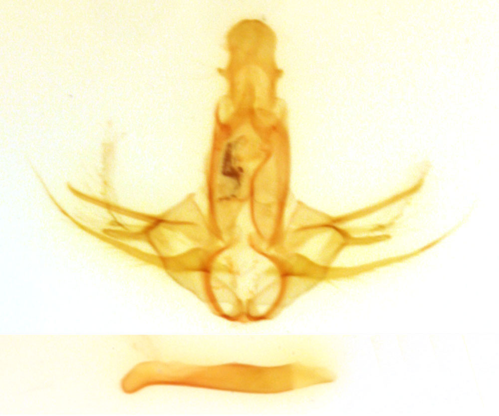 /filer/webapps/moths/media/images/M/malgassellus_Leucinocrambus_GMHT_MNHN_3844.jpg