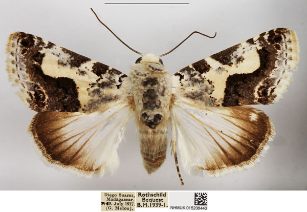 /filer/webapps/moths/media/images/M/malgassica_Acontia_AF_NHMUK.jpg