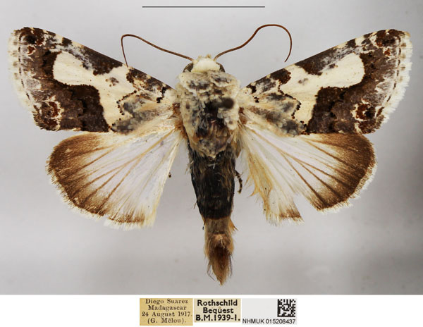/filer/webapps/moths/media/images/M/malgassica_Acontia_AM_NHMUK.jpg