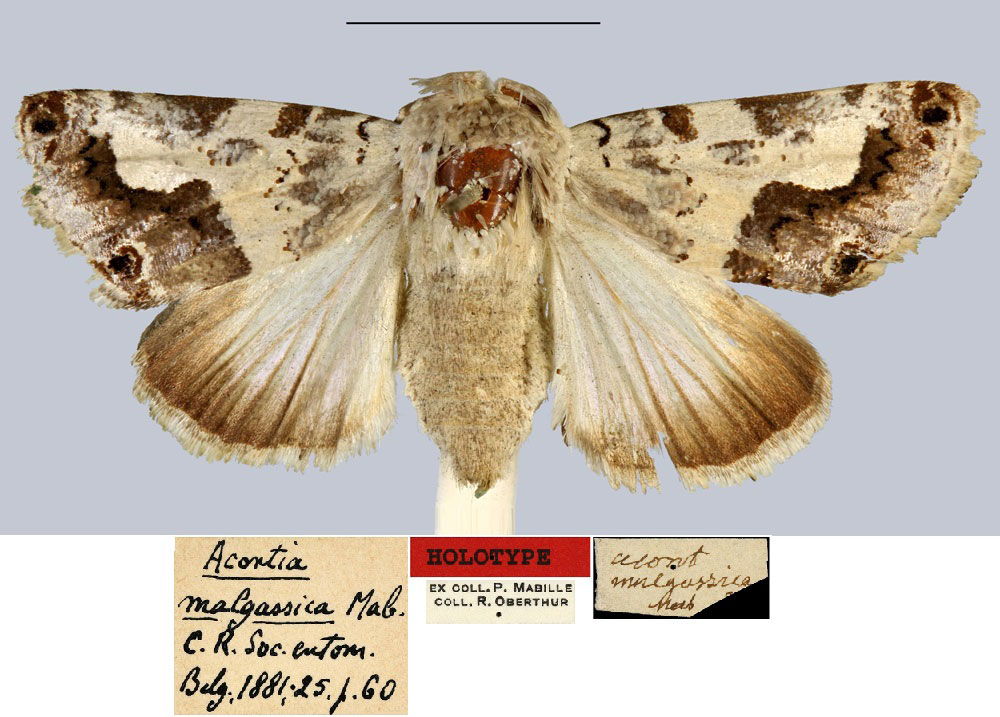 /filer/webapps/moths/media/images/M/malgassica_Acontia_HT_MNHN.jpg