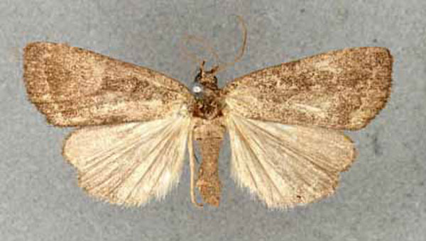 /filer/webapps/moths/media/images/M/malgassica_Acosmetia_HT_BMNH.jpg