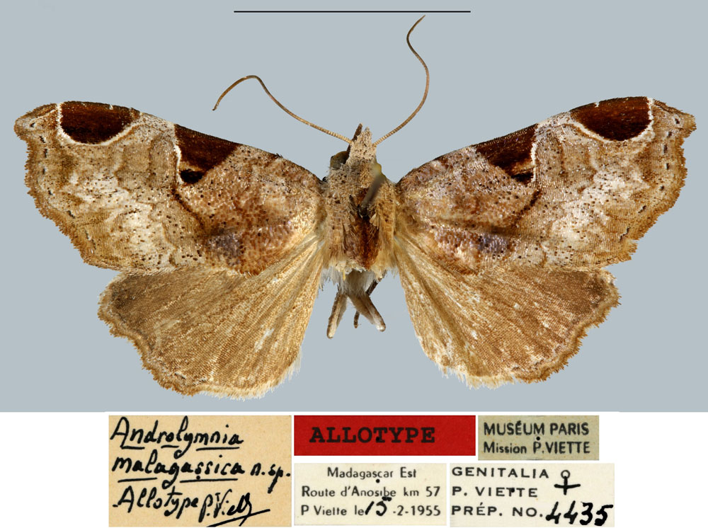 /filer/webapps/moths/media/images/M/malgassica_Androlymnia_AT_MNHN.jpg