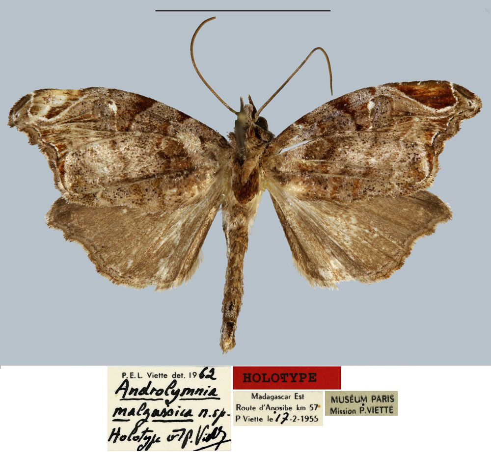 /filer/webapps/moths/media/images/M/malgassica_Androlymnia_HT_MNHN.jpg