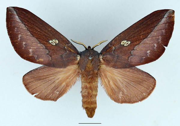/filer/webapps/moths/media/images/M/malgassica_Callopizoma_AF_Basquin_01.jpg