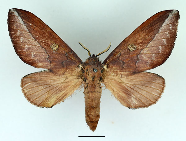/filer/webapps/moths/media/images/M/malgassica_Callopizoma_AF_Basquin_02.jpg