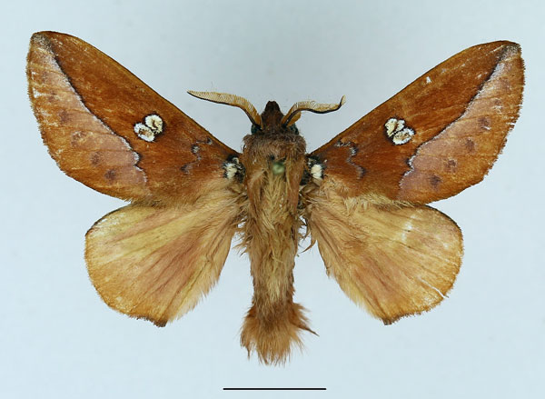 /filer/webapps/moths/media/images/M/malgassica_Callopizoma_AM_Basquin_01.jpg