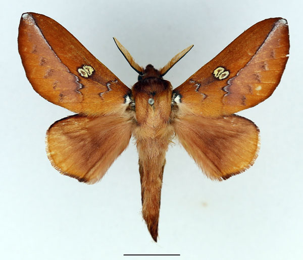 /filer/webapps/moths/media/images/M/malgassica_Callopizoma_AM_Basquin_02.jpg