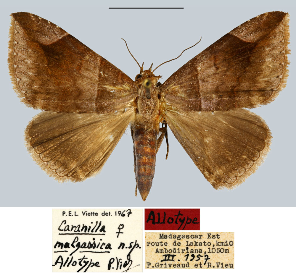 /filer/webapps/moths/media/images/M/malgassica_Caranilla_AT_MNHN.jpg