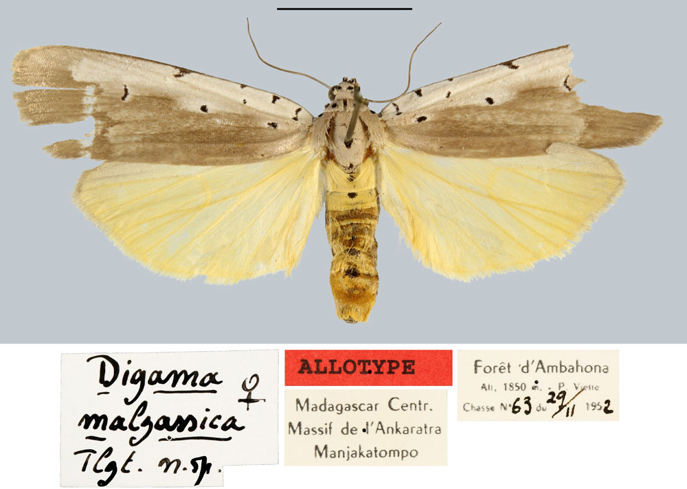 /filer/webapps/moths/media/images/M/malgassica_Digama_AT_MNHN.jpg