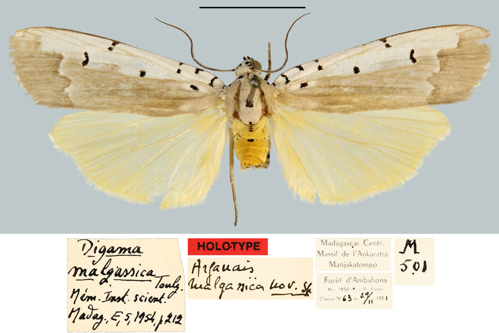 /filer/webapps/moths/media/images/M/malgassica_Digama_HT_MNHN.jpg