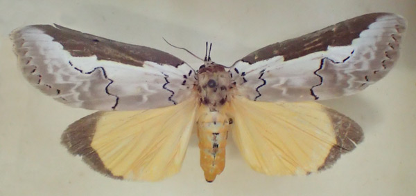 /filer/webapps/moths/media/images/M/malgassica_Eligma_A_PZBT.jpg