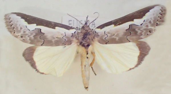 /filer/webapps/moths/media/images/M/malgassica_Eligma_A_PZBT_02_LpeL1WB.jpg