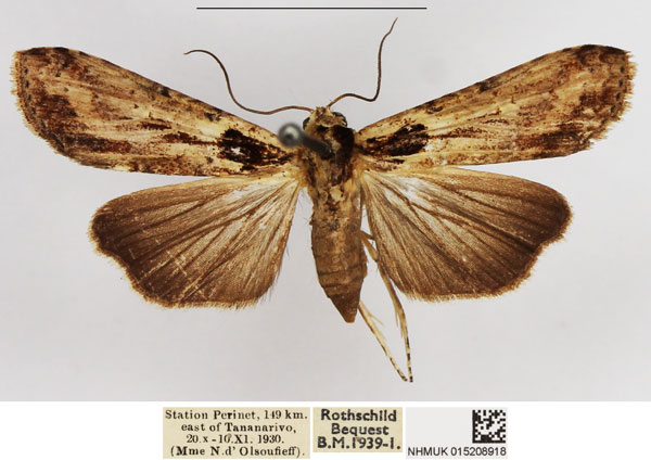 /filer/webapps/moths/media/images/M/malgassica_Gyrtona_AF_NHMUK.jpg