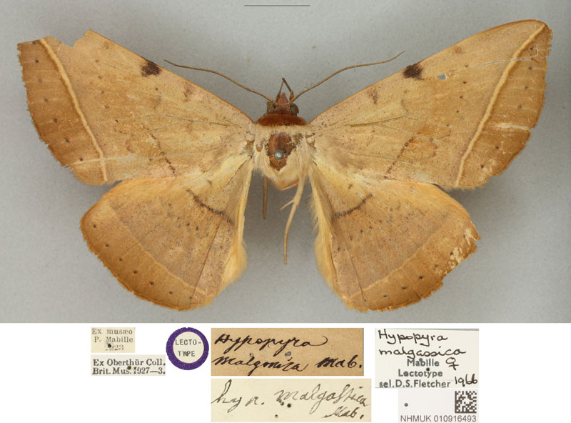 /filer/webapps/moths/media/images/M/malgassica_Hypopyra_LT_BMNHa.jpg