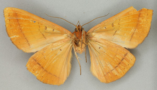 /filer/webapps/moths/media/images/M/malgassica_Hypopyra_LT_BMNHb.jpg