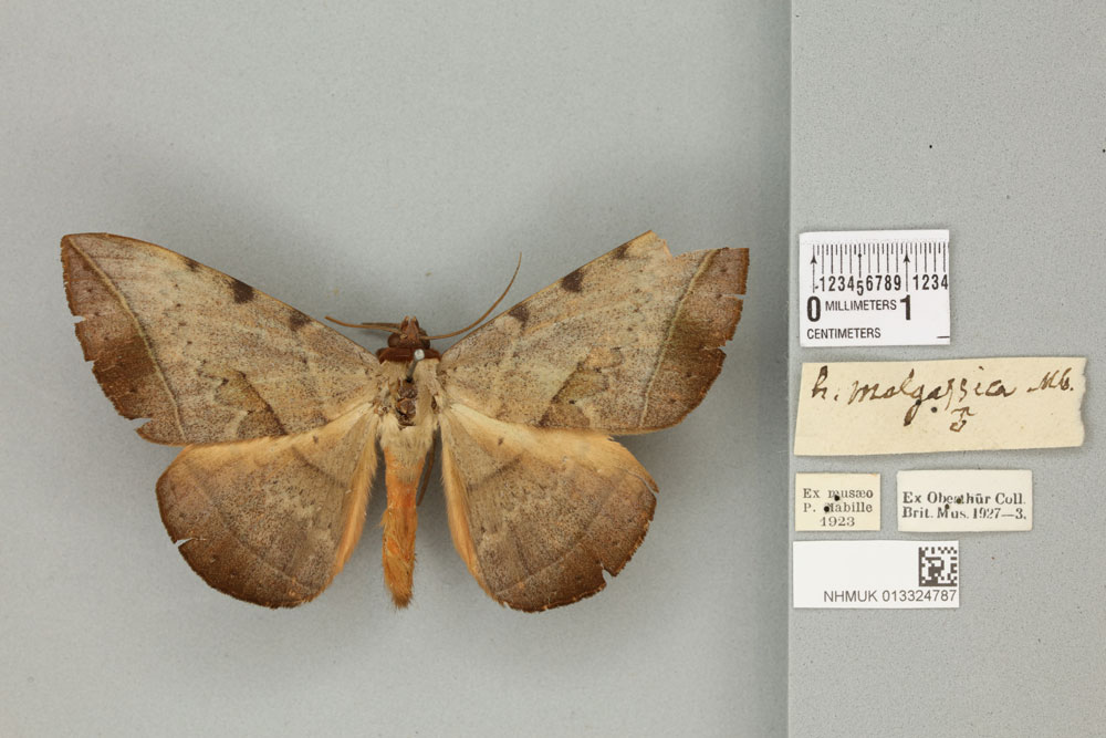 /filer/webapps/moths/media/images/M/malgassica_Hypopyra_PLT_BMNH.jpg