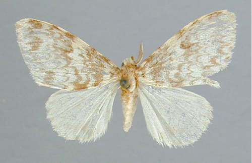 /filer/webapps/moths/media/images/M/malgassica_Lymantica_A_RMCA_01.jpg