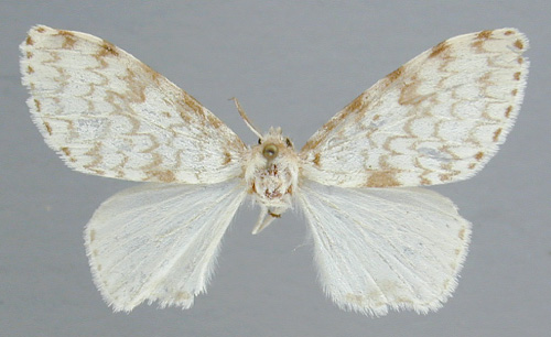 /filer/webapps/moths/media/images/M/malgassica_Lymantica_A_RMCA_02.jpg